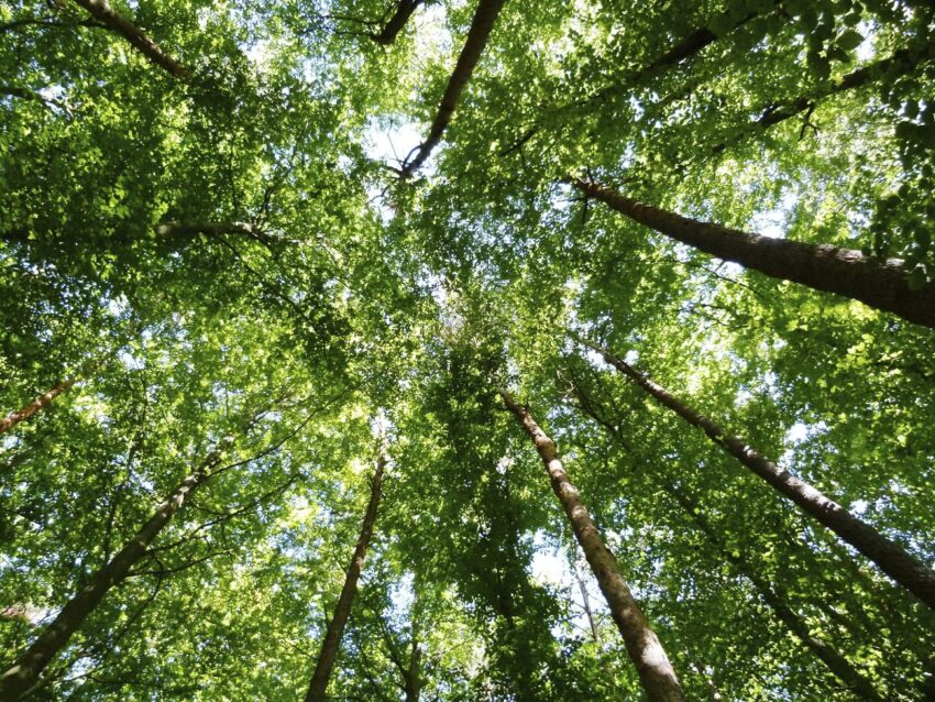 Un albero in ricordo di Jina Masha Amini