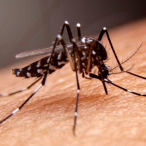 Misure di lotta alle zanzare - Anno 2024